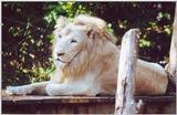 white lion 2