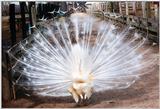 white peacock now ticked off - Indian peafowl - Pavo cristatus