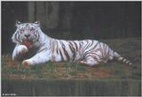White Tiger 5