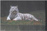 White Tiger 6