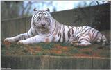 White Tiger 11