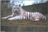 White Tiger 12