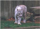 White Tiger 13