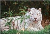White Tiger (202)