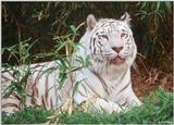 White Tiger (205)