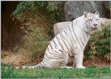 White Tiger (206)