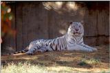 White Tiger 3