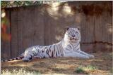 White tiger 4