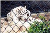 white tiger grooming