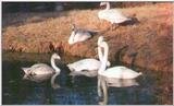 Swans -- whooper swan (Cygnus cygnus)