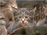 Reposts in 1024x768 wallpaper size - Wild kitten in Neumuenster Animal Park