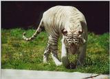 Re: tigers- White Bengal Tiger - Bengal tiger (Panthera tigris tigris)