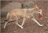 Rescan/repost - Wolf with snack in Copenhagen Zoo