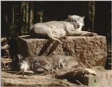 Nindorf Animal Park - Lazy wolves, they've more than just one, here's the proof!