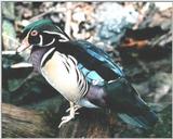 From the Tennessee Aquarium - wood duck perched.jpg - wood duck perched.jpg (0/1)