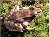Wood frog (Rana sylvatica)2