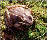 Wood frog (Rana sylvatica)3