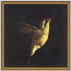 Hummingbird - Xanthus