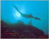 Check out this shot of a Manta Ray taken in Yap