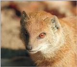 Ol' red eyes in Schwerin Zoo :-) Yellow mongoose portrait