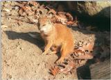 Yellow mongoose(Cynictis penicillata) in Schwerin Zoo - as promised, here's the whole thing :-)