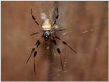 Yellow Orb (spider)