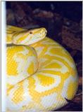 yellow snake 1
