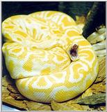 yellow snake 2