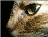 My Cat: Up Close & Personal??? - yinyng6.jpg [1/1]