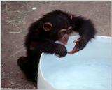 Young chimpanzee playing in the water 1