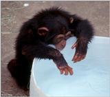 Young chimpanzee playing in the water 3