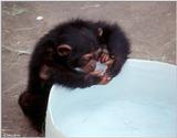 Young chimpanzee playing in the water 4