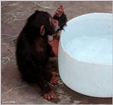 Young chimpanzee playing in the water 6