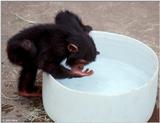Young chimpanzee playing in the water 9