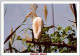 Indiapolis Zoo - Cattle Egret
