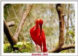 Indiapolis Zoo - zoo1.zip (Scarlet Ibis)