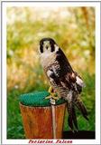 Indiapolis Zoo - Peregrine Falcon