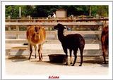 Indiapolis Zoo - Llama