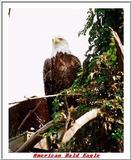 Indiapolis Zoo - American Bald Eagle