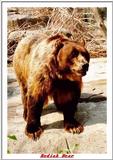 Indiapolis Zoo - Kodiak Bear