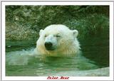 Indiapolis Zoo - Polar Bear