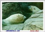 Indiapolis Zoo - Polar Bears