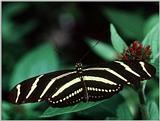zebra Butterfly