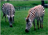 Zebra mum and foal