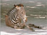 Zebra foal at Frankfurt Zoo... hard to get these many legs sorted out!