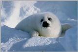 Zeehondje - Harp Seal pup