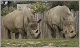 Animal flood! - rhinos.jpg