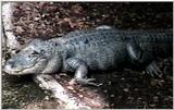 Animal flood! - American alligator (Alligator mississippiensis) - gator.jpg