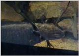 axolotl.jpg -- Axolotl, Mexican salamander (Ambystoma mexicanum)