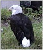 Animal flood! - bald eagle.jpg